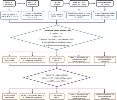 Bidirectional Mendelian randomization analysis investigating the genetic association between primary breast cancer and colorectal cancer